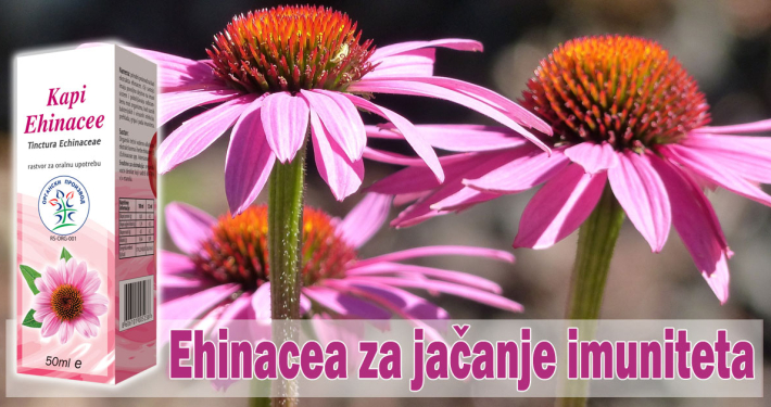 Ehinacea za jačanje imuniteta