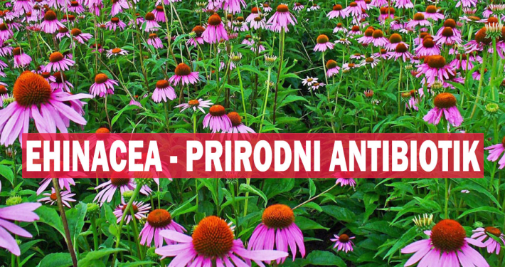 Ehinacea - prirodni antibiotik