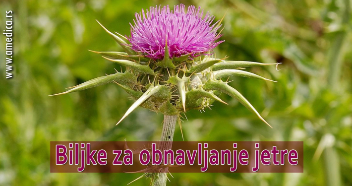 Biljke za obnavljanje jetre