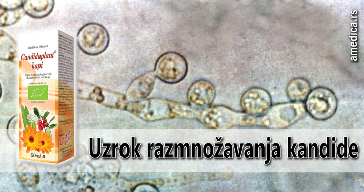 Uzrok razmnožavanja kandide