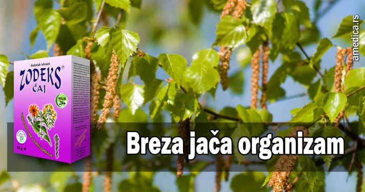 Breza jača organizam